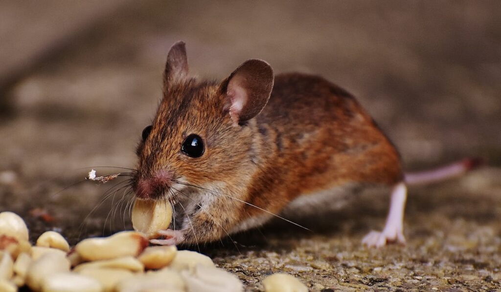 Macro Photo of Brown Rat